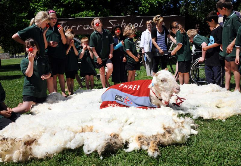 Illustration for article titled This Guy Died This Year: Shrek, The Unshearable Sheep